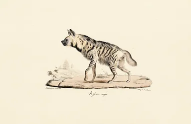 Stripete hyene