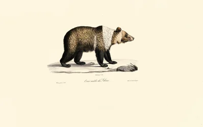 Syrisk brunbjørn (Ursus arctos syriacus)