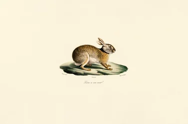Tolaiharen (svarthalset hare)