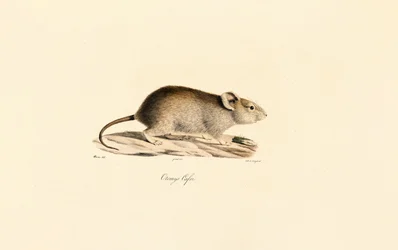 Vleirotte