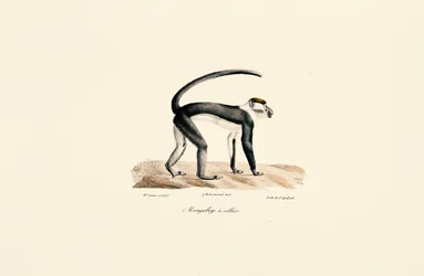 Hvit krage Mangabey (Cercocebus torquatus)