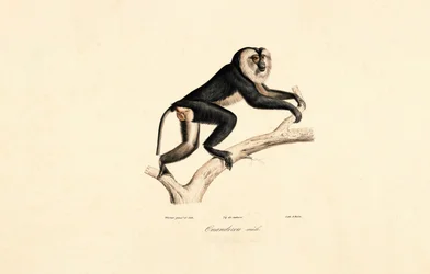 Hvitkrage Mangabey (hann)