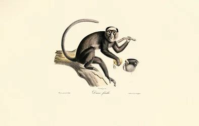Hvitfrontet edderkoppape (Diane femelle)