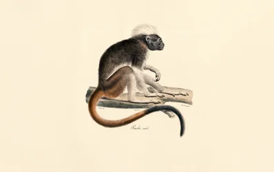 Hvithodet rød Colobus-ape