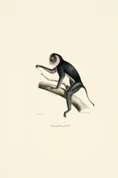 Hvitskuldret marmoset (hunn)