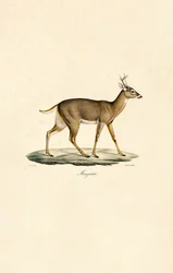 Hvithalehjort