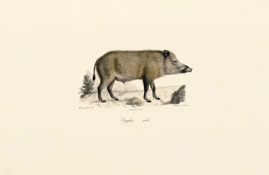 Villsvin