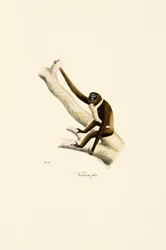 Ung hvithåndsgibbon (Hylobates lar)