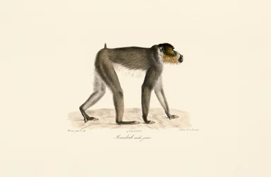 Ung mannlig mandrill