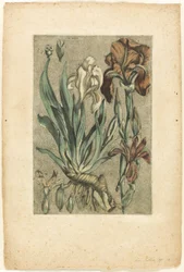 Iris Florentina, fra samlingen av vanlige, kuriøse og fremmede planter