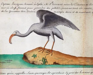 White Ibis (Eudocimus albus), Sao Vicente-øya, Kapp Verde, akvarell fra loggbok av Jacques Gouin de Beauchesne (1652-1730), kaptein for Compagnie royale de la Mer du Sud, fra 1698 til 1701, Frankrike