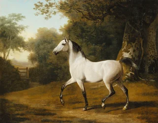 En grå arabisk hingst i et skogslandskap,
