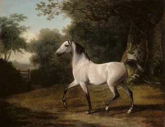 En grå arabisk hingst i et skogkledd landskap