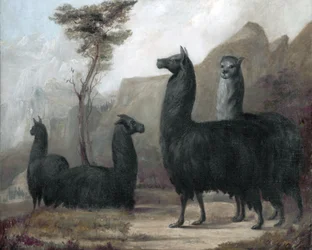 Alpakkaer