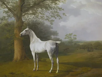 Grå hest på beite