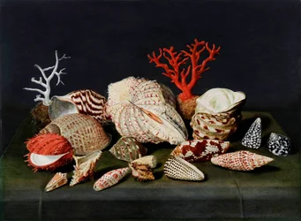 ""Stilleben med skjell og koraller"" (Stilleben med skjell og koraller) Maleri av Jacques Linard (1597-1645), - Olje på tre, 47x64 - Fondation Custodia