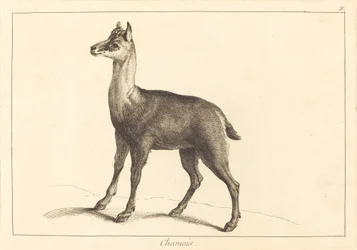 Chamois (gesser)