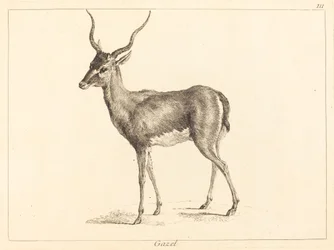 Gaselle (Gazelle)