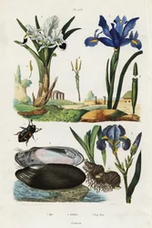 Iris, blåskjell og bille.