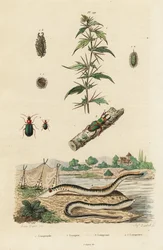 Sjølamprey og biller.