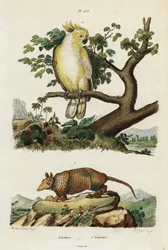 Gulkakadue og beltedyr