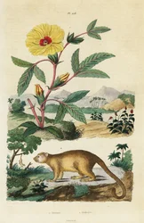 Kinkajou og Roselle.