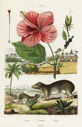 Berghule og kinesisk hibiskus.
