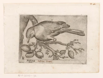 Vogel Poli gola (tittel på objekt) Vogels (serietittel)