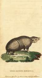 Brasiliansk trebåndet beltedyr, Tolypeutes tricinctus, 1800 (gravering)