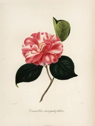 Camellia japonica variant, Camellia variegata plena