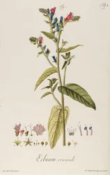 Echium: Orientale fra "Icons Plantarum", ca. 1763 (gravering)