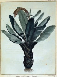 Banan - i "" Reise til Nubia og Abessinia foretatt for å oppdage kildene til Nilen i løpet av årene 1768 til 1772", av James Bruce, vol. 1, Paris