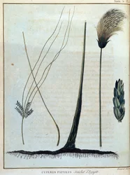 Cyperus papyrus, stamme av Egypt - i "" Reise til Nubia og Abessinia foretatt for å oppdage kildene til Nilen i løpet av årene 1768 til 1772", av James Bruce, vol. 1, Paris