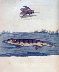 Fly og lezard - i "" Reise i Nubia og Abessinia foretatt for å oppdage kildene til Nilen i årene 1768 til 1772", av James Bruce, Paris