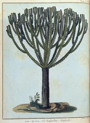 Kol-quall (Kol quall), euphorbia (kaktus) - i "" Reise til Nubia og Abessinia foretatt for å oppdage kildene til Nilen i årene 1768 til 1772", av James Bruce, vol. 1, Paris