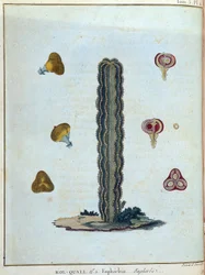 Kol-quall (Kol quall), euphorbia (kaktus) - i "" Reise til Nubia og Abessinia foretatt for å oppdage kildene til Nilen i årene 1768 til 1772"", av James Bruce, vol. 1, Paris
