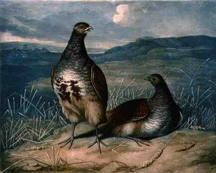 Partridges, plate 1 av British Feather Game, gravert av Charles Turner (1773-1857), pub. av R. Ackermann, ca. 1810 (mezzotintgravering)