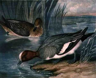 Widgeons, plate 6 av British Feather Game, gravert av Charles Turner (1773-1857), pub. av R. Ackermann, ca. 1810 (mezzotintgravering)