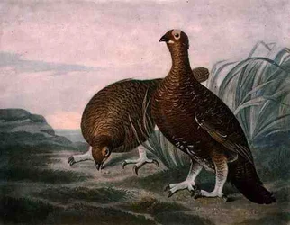 Skotsk rype, plansje 8 av «Britisk fjærvilt», gravert av Charles Turner (1773-1857), utgitt av R. Ackermann, ca. 1810