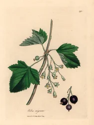 Solbærtre, Ribes nigrum, fra en botanisk illustrasjon av James Sowerby fra William Woodville og Sir William Jackson Hookers "Medical Botany" 1832 (håndfarget kobberstikk)