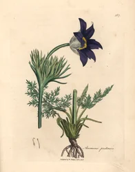 Blåblomstret enganemone eller pasque-blomst, Anemone pratensis, fra en botanisk illustrasjon av James Sowerby fra William Woodville og Sir William Jackson Hookers "Medical Botany" 1832 (håndfarget kobberstikk)