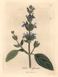 Blåblomstret salvie, Salvia officinalis, fra en botanisk illustrasjon av James Sowerby fra William Woodville og Sir William Jackson Hookers "Medical Botany" 1832 (håndfarget kobberstikk)