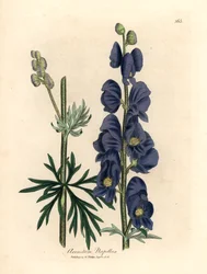 Blåblomstret ulvebane eller munkehette, Aconitum napellus, fra en botanisk illustrasjon av James Sowerby fra William Woodville og Sir William Jackson Hookers "Medical Botany" 1832 (håndfarget kobberstikk)