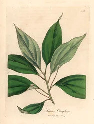 Kamfertre, Laurus camphora, fra en botanisk illustrasjon av James Sowerby fra William Woodville og Sir William Jackson Hookers "Medical Botany" 1832 (håndfarget kobberstikk)