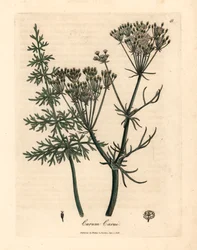 Vanlig karve, Carum carui, fra en botanisk illustrasjon av James Sowerby fra William Woodville og Sir William Jackson Hookers "Medical Botany" 1832 (håndfarget kobberstikk)