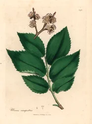 Vanlig almetre, Ulmus campestris, fra en botanisk illustrasjon av James Sowerby fra William Woodville og Sir William Jackson Hookers "Medical Botany" 1832 (håndfarget kobberstikk)