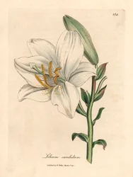 Vanlig hvit lilje, Lilium candidum, fra en botanisk illustrasjon av James Sowerby fra William Woodville og Sir William Jackson Hookers "Medical Botany" 1832 (håndfarget kobberstikk)