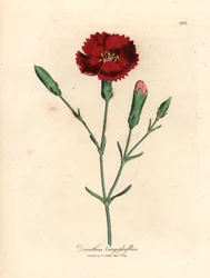 Crimson nellike, nellikrosa, Dianthus caryophyllus, fra en botanisk illustrasjon av James Sowerby fra William Woodville og Sir William Jackson Hookers "Medical Botany" 1832 (håndfarget kobberstikk)
