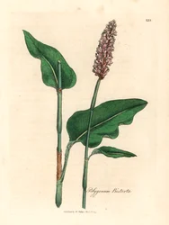 Greater bistort, Polygonum bistorta, fra en botanisk illustrasjon av James Sowerby fra William Woodville og Sir William Jackson Hookers "Medical Botany" 1832 (håndfarget kobberstikk)