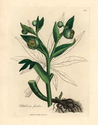 Grønnblomstret stinkende hellebore eller bjørnefot, Helleborus foetidus, fra en botanisk illustrasjon av James Sowerby fra William Woodville og Sir William Jackson Hookers "Medical Botany" 1832 (håndfarget kobberstikk)